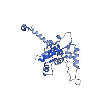 14181_7qvp_LO_v1-1
Human collided disome (di-ribosome) stalled on XBP1 mRNA