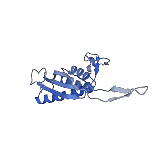 14181_7qvp_LP_v1-1
Human collided disome (di-ribosome) stalled on XBP1 mRNA