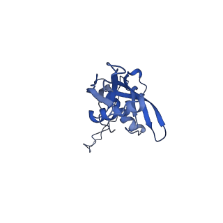 14181_7qvp_LS_v1-1
Human collided disome (di-ribosome) stalled on XBP1 mRNA
