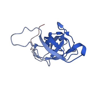 14181_7qvp_LV_v1-1
Human collided disome (di-ribosome) stalled on XBP1 mRNA