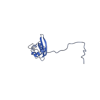 14181_7qvp_LX_v1-1
Human collided disome (di-ribosome) stalled on XBP1 mRNA