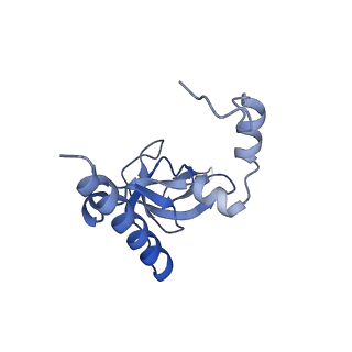 14181_7qvp_LY_v1-1
Human collided disome (di-ribosome) stalled on XBP1 mRNA