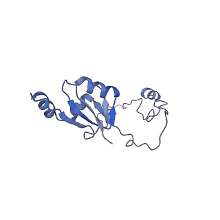 14181_7qvp_La_v1-1
Human collided disome (di-ribosome) stalled on XBP1 mRNA