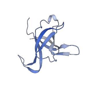 14181_7qvp_Lf_v1-1
Human collided disome (di-ribosome) stalled on XBP1 mRNA