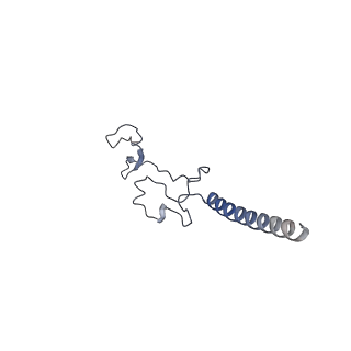 14181_7qvp_Lg_v1-1
Human collided disome (di-ribosome) stalled on XBP1 mRNA