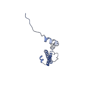 14181_7qvp_Lh_v1-1
Human collided disome (di-ribosome) stalled on XBP1 mRNA