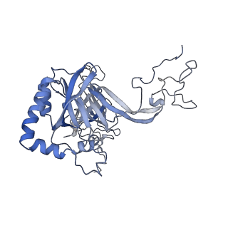 14181_7qvp_MB_v1-1
Human collided disome (di-ribosome) stalled on XBP1 mRNA
