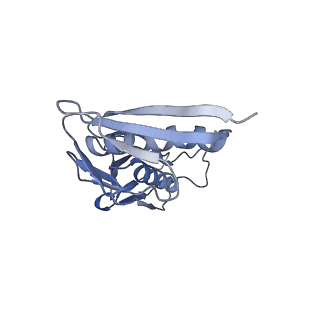 14181_7qvp_MH_v1-1
Human collided disome (di-ribosome) stalled on XBP1 mRNA