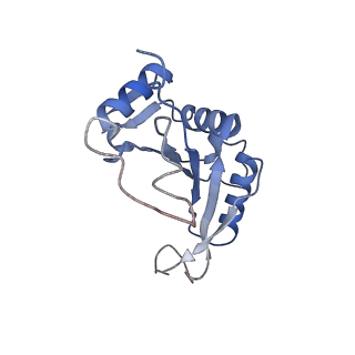 14181_7qvp_MJ_v1-1
Human collided disome (di-ribosome) stalled on XBP1 mRNA