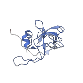14181_7qvp_MV_v1-1
Human collided disome (di-ribosome) stalled on XBP1 mRNA