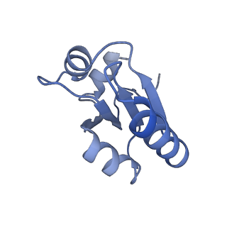 14181_7qvp_Mc_v1-1
Human collided disome (di-ribosome) stalled on XBP1 mRNA