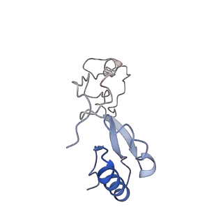 14181_7qvp_Me_v1-1
Human collided disome (di-ribosome) stalled on XBP1 mRNA