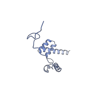 14181_7qvp_Mi_v1-1
Human collided disome (di-ribosome) stalled on XBP1 mRNA