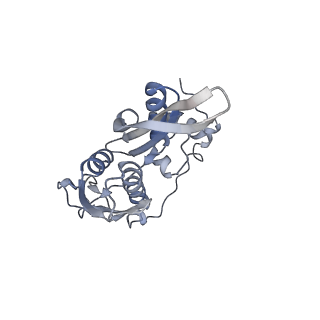 14181_7qvp_RC_v1-1
Human collided disome (di-ribosome) stalled on XBP1 mRNA