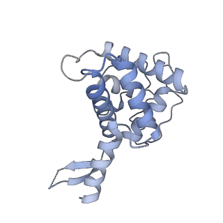 14181_7qvp_RF_v1-1
Human collided disome (di-ribosome) stalled on XBP1 mRNA