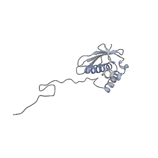 14181_7qvp_RQ_v1-1
Human collided disome (di-ribosome) stalled on XBP1 mRNA
