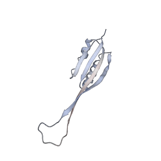 14181_7qvp_RU_v1-1
Human collided disome (di-ribosome) stalled on XBP1 mRNA