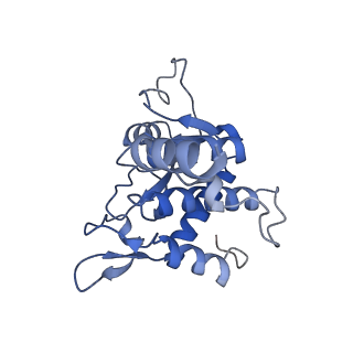 14181_7qvp_SA_v1-1
Human collided disome (di-ribosome) stalled on XBP1 mRNA