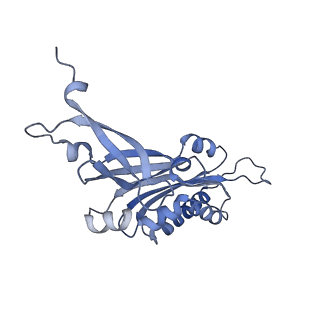 14181_7qvp_SB_v1-1
Human collided disome (di-ribosome) stalled on XBP1 mRNA