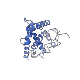 14181_7qvp_SF_v1-1
Human collided disome (di-ribosome) stalled on XBP1 mRNA