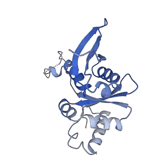 14181_7qvp_SH_v1-1
Human collided disome (di-ribosome) stalled on XBP1 mRNA