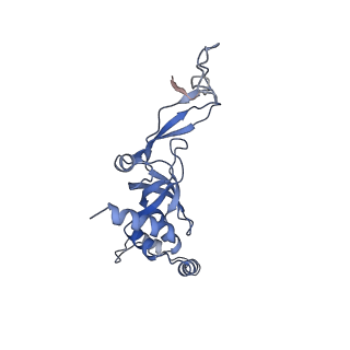 14181_7qvp_SI_v1-1
Human collided disome (di-ribosome) stalled on XBP1 mRNA