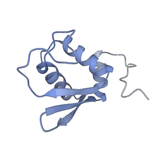 14181_7qvp_SK_v1-1
Human collided disome (di-ribosome) stalled on XBP1 mRNA
