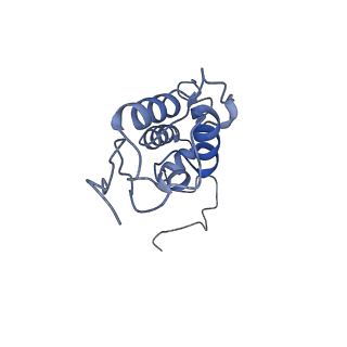 14181_7qvp_SS_v1-1
Human collided disome (di-ribosome) stalled on XBP1 mRNA