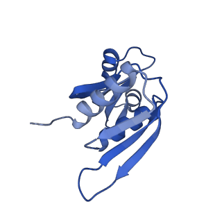 14181_7qvp_SW_v1-1
Human collided disome (di-ribosome) stalled on XBP1 mRNA