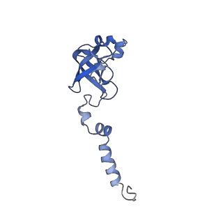 14181_7qvp_SX_v1-1
Human collided disome (di-ribosome) stalled on XBP1 mRNA