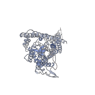 4657_6qvu_A_v1-1
CryoEM structure of the human ClC-1 chloride channel, low pH
