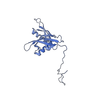 14192_7qwr_S_v1-1
Structure of the ribosome-nascent chain containing an ER signal sequence in complex with NAC