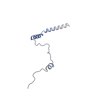 14192_7qwr_b_v1-1
Structure of the ribosome-nascent chain containing an ER signal sequence in complex with NAC