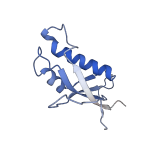 14192_7qwr_d_v1-1
Structure of the ribosome-nascent chain containing an ER signal sequence in complex with NAC