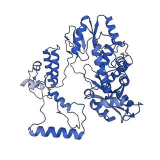 18772_8qz8_B_v1-0
Tilapia Lake Virus polymerase in vRNA pre-termination state (transcriptase conformation)
