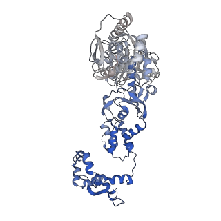 18872_8r3l_C_v1-0
Influenza A/H7N9 polymerase in pre-initiation state, intermediate conformation (I) with PB2-C(I), ENDO(T), and Pol II pS5 CTD peptide mimic bound in site 1A/2A