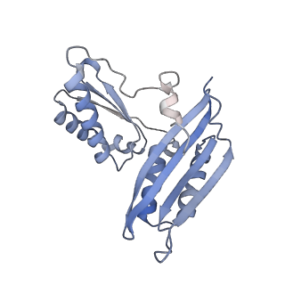 18901_8r55_C_v1-0
Bacillus subtilis MutS2-collided disome complex (stalled 70S)