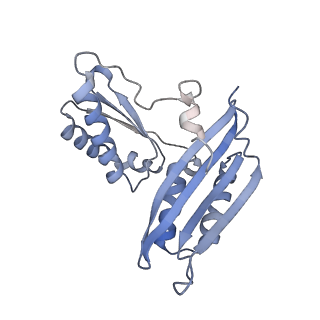 18901_8r55_C_v1-2
Bacillus subtilis MutS2-collided disome complex (collided 70S)