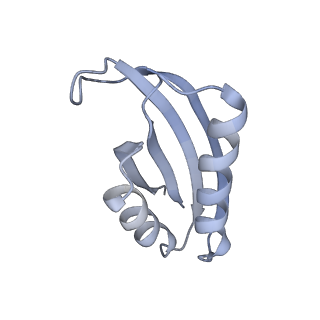 18901_8r55_F_v1-2
Bacillus subtilis MutS2-collided disome complex (collided 70S)