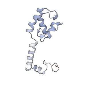 18901_8r55_M_v1-2
Bacillus subtilis MutS2-collided disome complex (collided 70S)