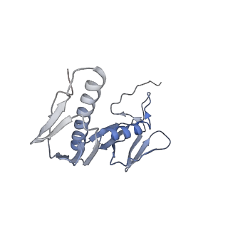 18901_8r55_d_v1-0
Bacillus subtilis MutS2-collided disome complex (stalled 70S)