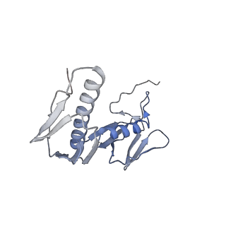 18901_8r55_d_v1-2
Bacillus subtilis MutS2-collided disome complex (collided 70S)