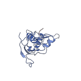 18901_8r55_e_v1-0
Bacillus subtilis MutS2-collided disome complex (stalled 70S)