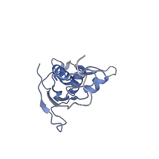 18901_8r55_e_v1-2
Bacillus subtilis MutS2-collided disome complex (collided 70S)