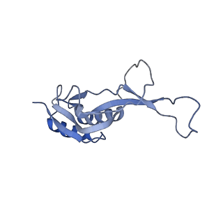 18901_8r55_j_v1-0
Bacillus subtilis MutS2-collided disome complex (stalled 70S)