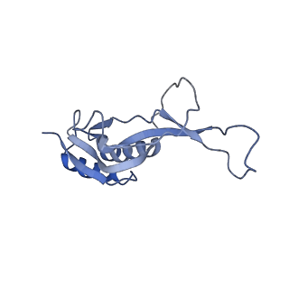 18901_8r55_j_v1-2
Bacillus subtilis MutS2-collided disome complex (collided 70S)