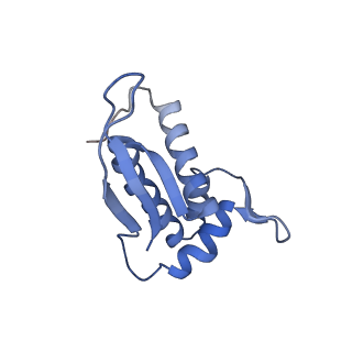 18901_8r55_k_v1-2
Bacillus subtilis MutS2-collided disome complex (collided 70S)