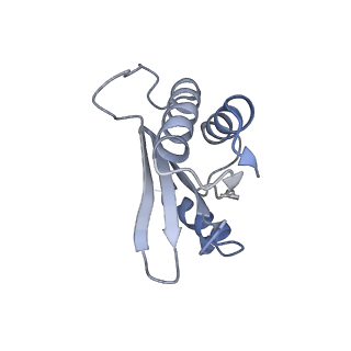 18901_8r55_l_v1-2
Bacillus subtilis MutS2-collided disome complex (collided 70S)