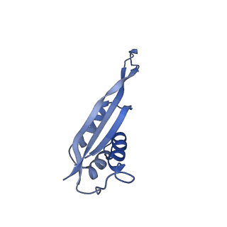 18901_8r55_r_v1-2
Bacillus subtilis MutS2-collided disome complex (collided 70S)