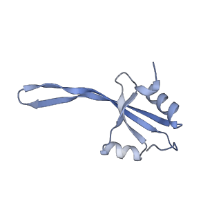 18901_8r55_s_v1-2
Bacillus subtilis MutS2-collided disome complex (collided 70S)